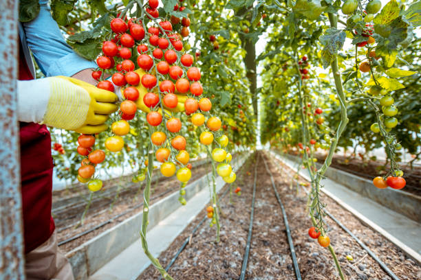 istock Branch with cherry tomatoes growing in the hothouse 1165260835