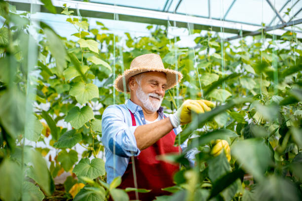 istock Senior man growing cucumbers in the hothouse 1165261015