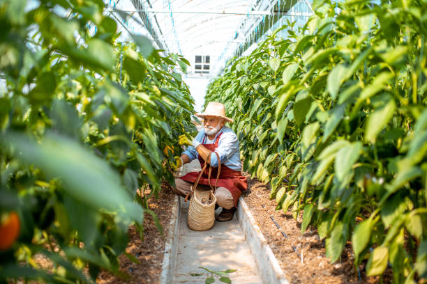 istock Senoir man harvesting peppers on a farm 1165261872