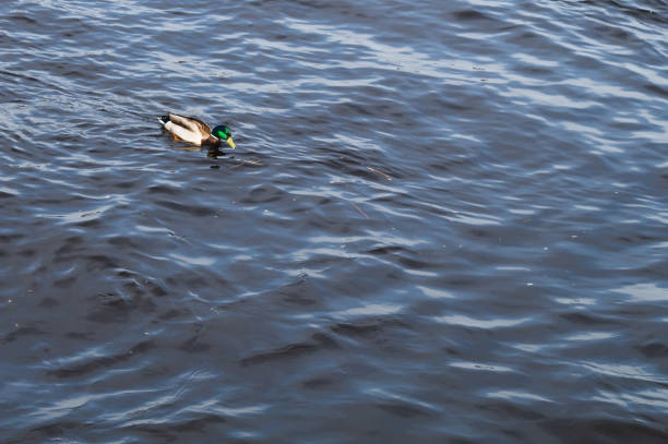 istock Floating colorful duck. mallard in the water 1165261954