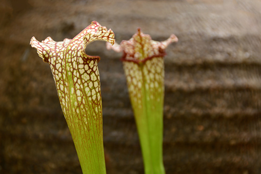 Sarracenia Fiona is a carnivorous plant.
Two heads in abstract background.