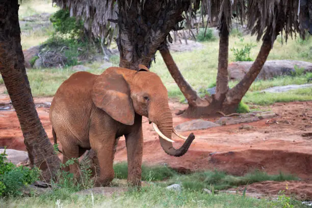 Photo of A red elephant walks among the palm trees and trees