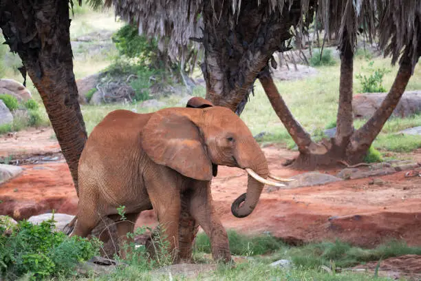 Photo of A red elephant walks among the palm trees and trees