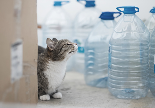 cat with plastic bottles nature pollution