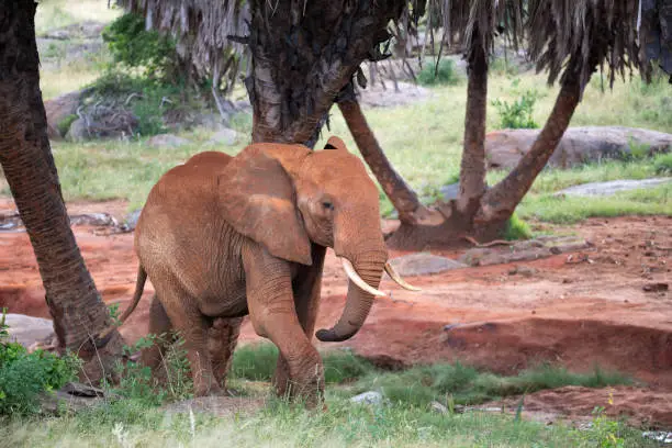 Photo of A red elephant walks among the palm trees and trees