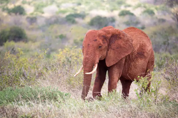 Photo of A red elephant walks among the palm trees and trees