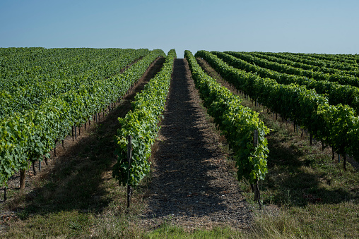 French vineyards leading up to a blue sky.