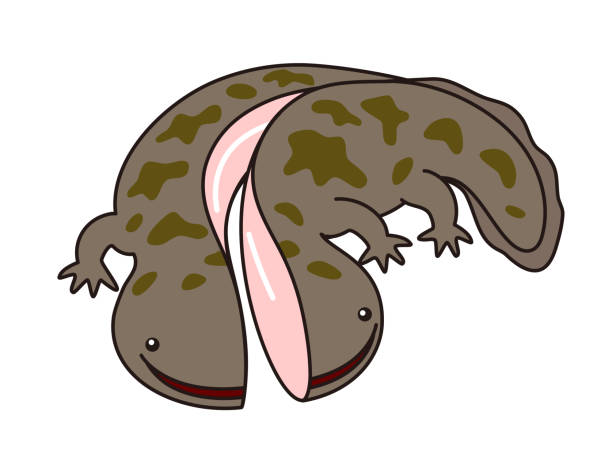 Large Salamander Character Illustration Giant Salamander Character Illustration giant salamander stock illustrations