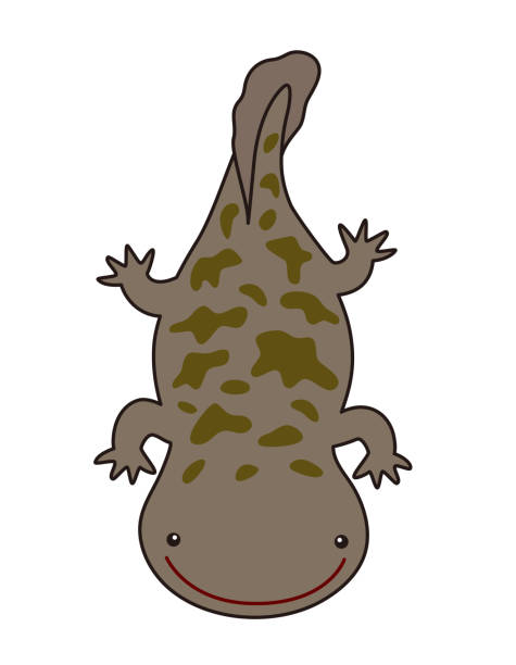 Large Salamander Character Illustration Giant Salamander Character Illustration giant salamander stock illustrations