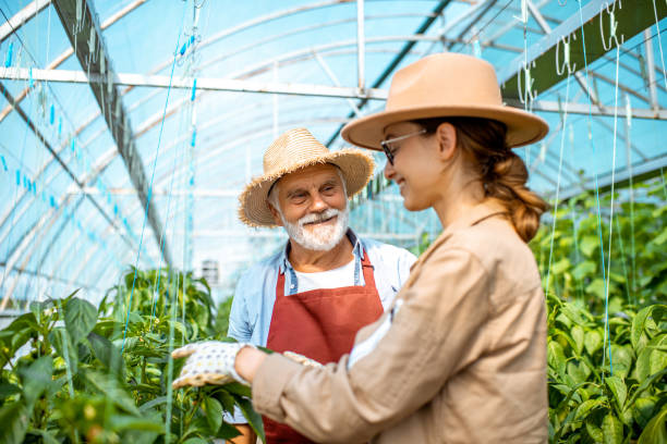 mujer con abuelo cultivando pimientos en una granja - greenhouse pepper vegetable garden agriculture fotografías e imágenes de stock
