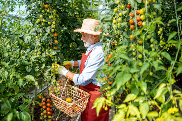 istock Senior man collecting tomato harvestin the hothouse 1165267623