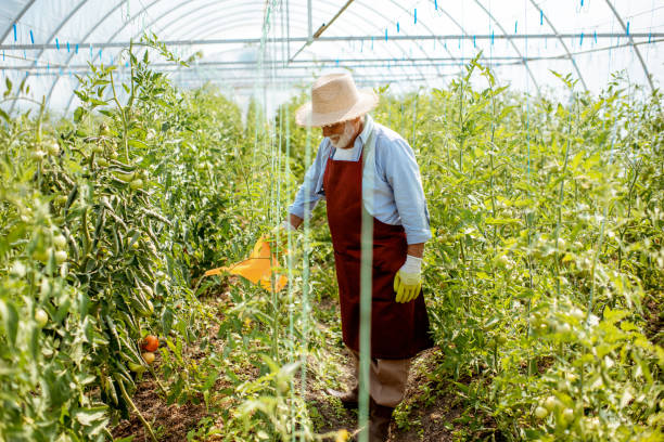 istock Senior man growing tomatoes in the hothouse 1165268279