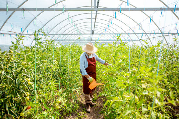 istock Senior man growing tomatoes in the hothouse 1165268596
