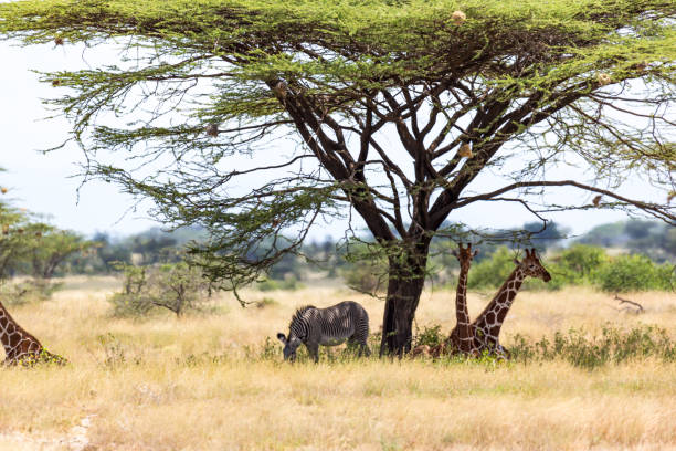 istock Giraffes and a gravy zebra under the crown of a shady tree 1165268666