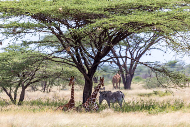 istock Giraffes and a gravy zebra under the crown of a shady tree 1165269251