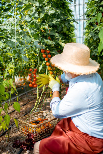 istock Senior man collecting tomato harvest 1165269464
