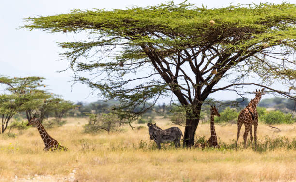 istock Giraffes and a gravy zebra under the crown of a shady tree 1165269469