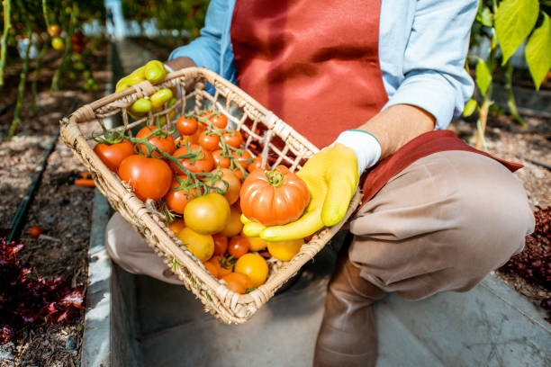 istock Holding basket full of tomato harvest 1165269813