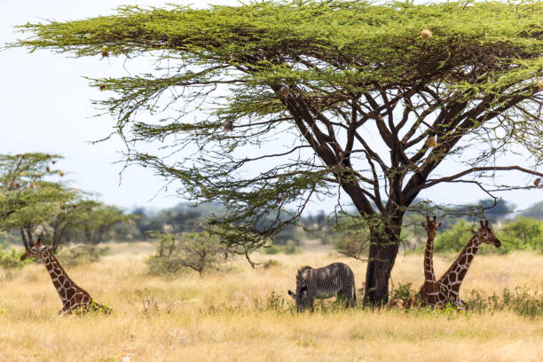 istock Giraffes and a gravy zebra under the crown of a shady tree 1165269819