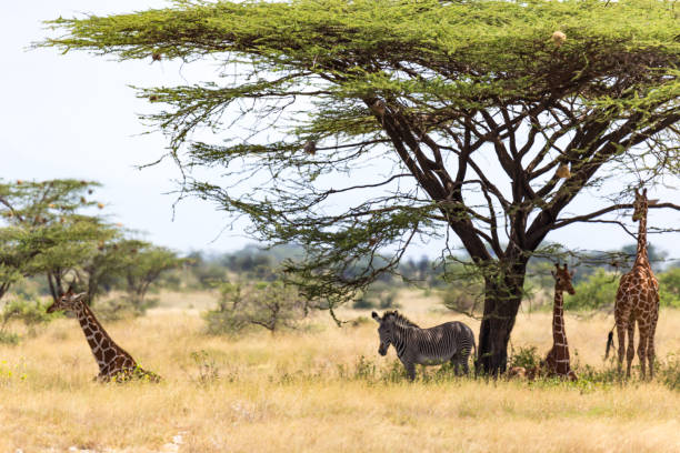 istock Giraffes and a gravy zebra under the crown of a shady tree 1165270087