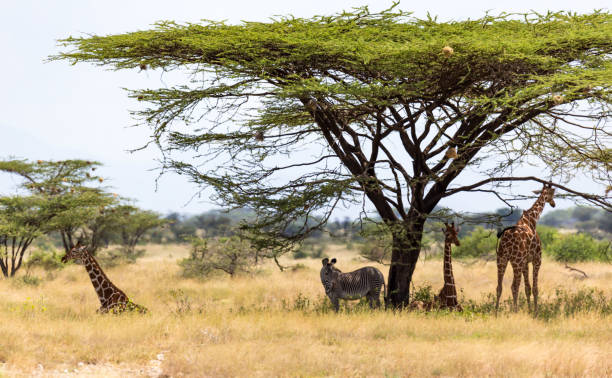 istock Giraffes and a gravy zebra under the crown of a shady tree 1165270313