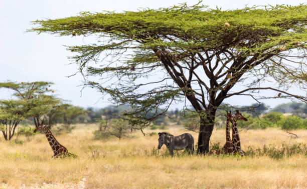 istock Giraffes and a gravy zebra under the crown of a shady tree 1165270706