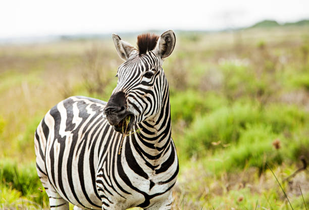 istock zebra grazing in the bush 1165271434