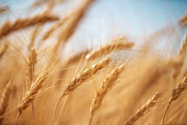 istock Ripe wheat ears at sunny day 1165275572