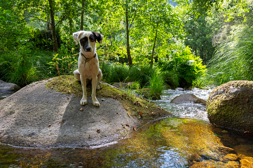 Dog sitting on top of a rock with moss and forest stream. Gren vegetation in the river banks.