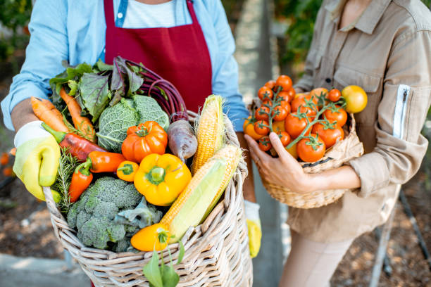 istock Baskets full of freshly plucked various vegetables 1165276489