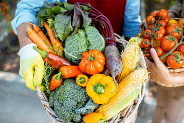 baskets full of freshly plucked various vegetables - beet vegetable box crate imagens e fotografias de stock