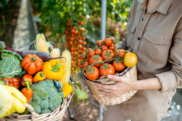 istock Baskets full of freshly plucked various vegetables 1165276503