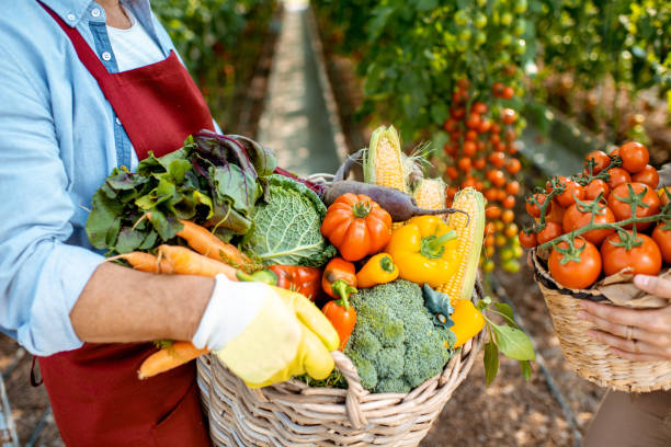 istock Baskets full of freshly plucked various vegetables 1165276529