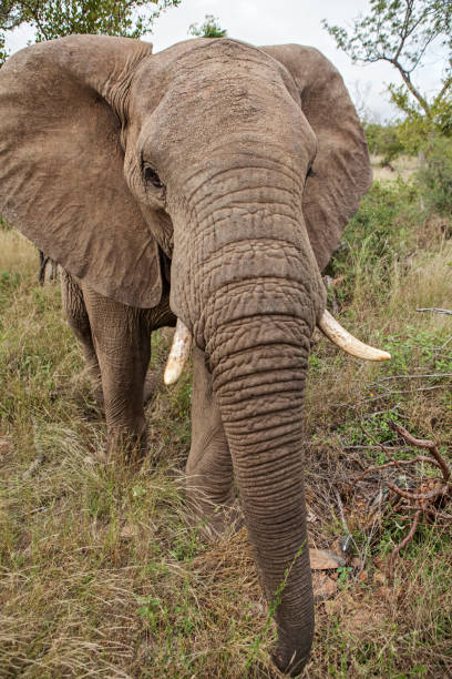 istock wildlife in south Africa 1165277348