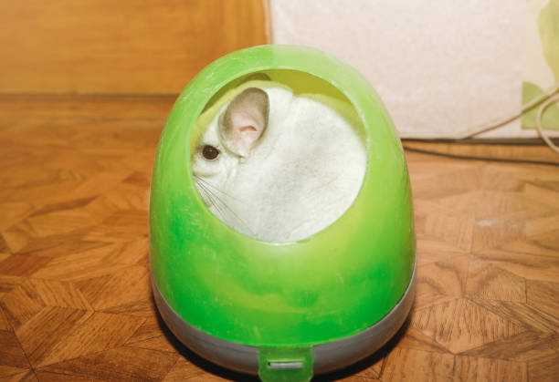 istock Chinchilla is taking a sand bath. Cute home pet. 1165277359