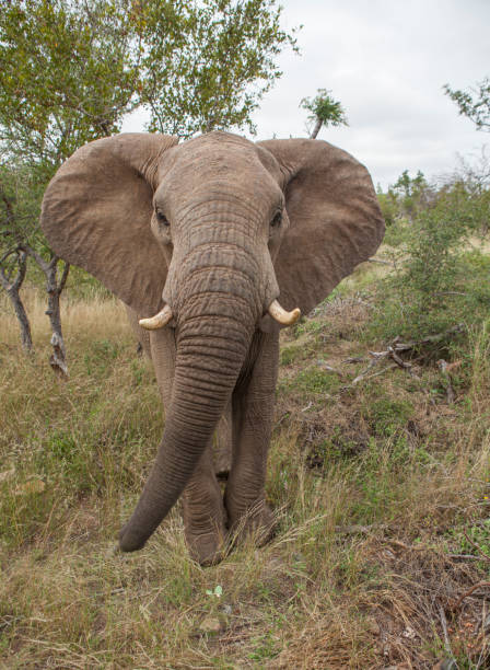istock wildlife in south Africa 1165277664