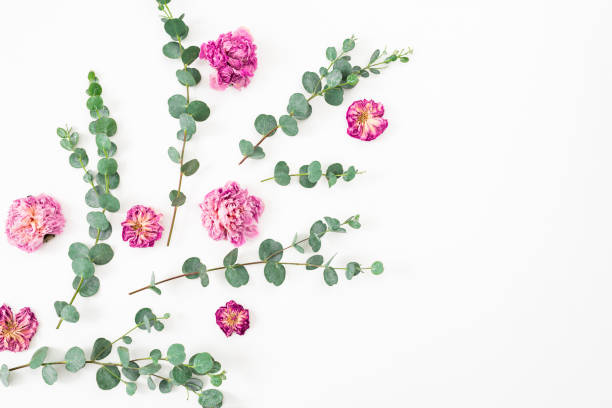 Ppink flowers and eucalyptus branches on white background. Flat lay, top view.