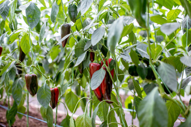 istock Plantation with sweet peppers 1165277800