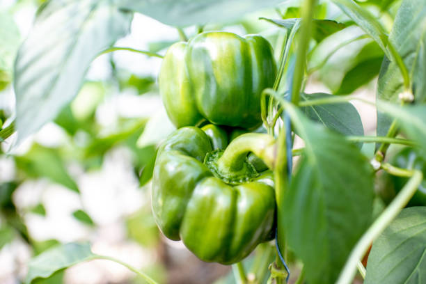 istock Plantation with sweet green peppers 1165277809