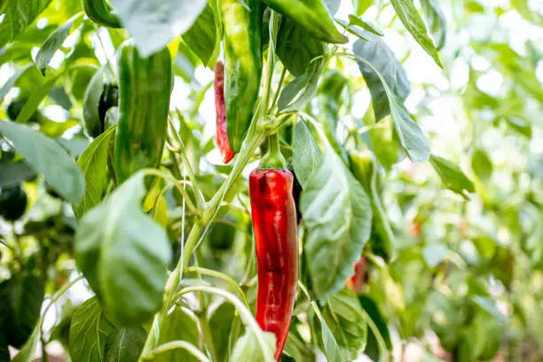 Organic plantation with growing red capi peppers ready to harvest, close-up view