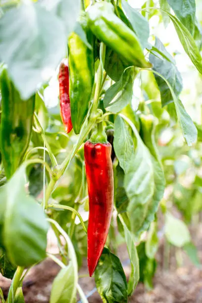 Organic plantation with growing red capi peppers ready to harvest, close-up view