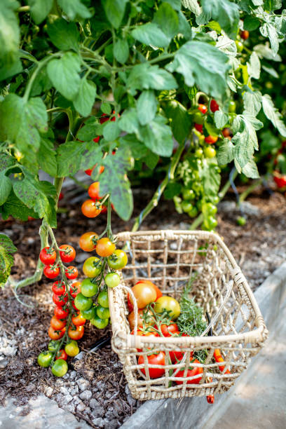 istock Cherry tomatoes on the organic farm 1165278446