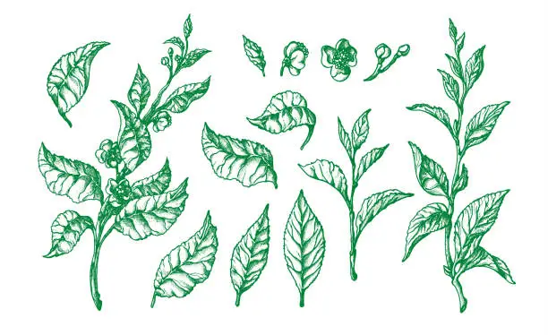 Vector illustration of Botanical set. Vector shape of tea buch, leaf