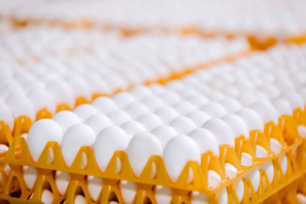 Stack of eggs on tray in the shop