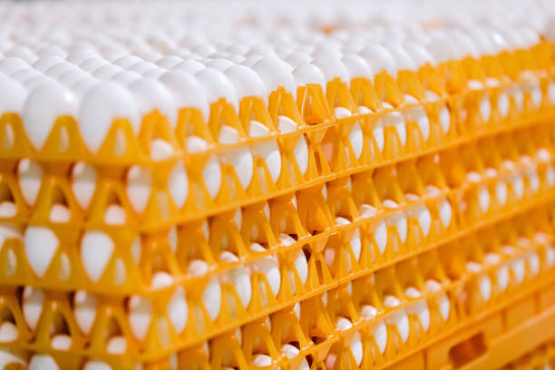 istock Stack of eggs on tray in the shop 1165281068