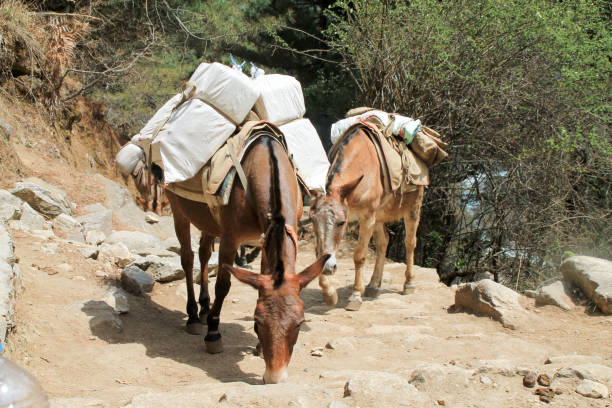 istock Yak carrying supplies up everest basecamp trail 1165284310