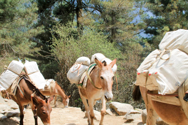 istock Yak carrying supplies up everest basecamp trail 1165284456