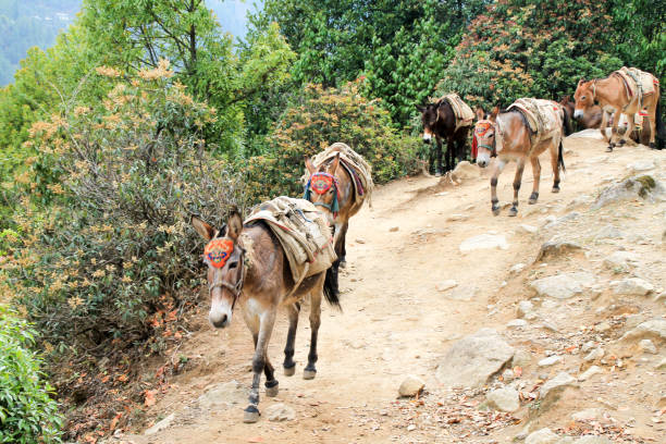 istock Yak carrying supplies up everest basecamp trail 1165284777