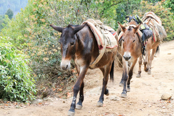 istock Yak carrying supplies up everest basecamp trail 1165284867