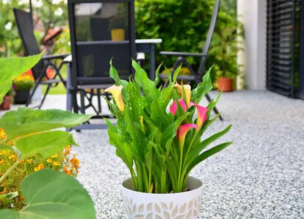 Beautiful Terrace with Decorative Natural Stone Floor, Potted Calla Lily Flower and Table with Chairs.